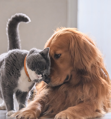 chat et chien affectueux