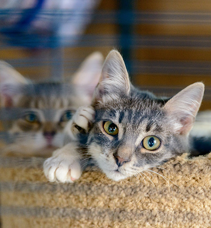 deux chats dans une cage
