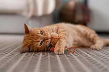 photo d'un chat couché