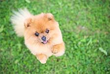 photo d'un chien enjoué