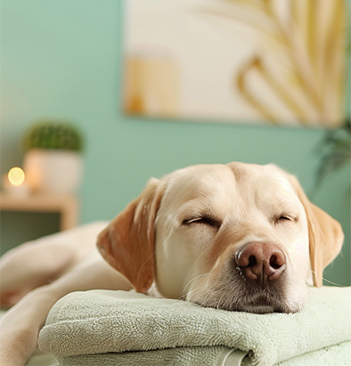 chien relaxe sur une couverture