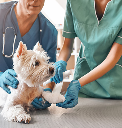 chien avec vétérinaires