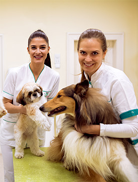 deux vétérinaires avec deux chiens